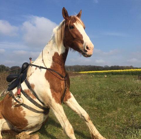cheval cheval