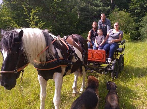 Balade familiale en attelage Balade familiale en attelage
