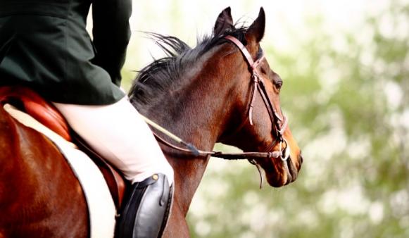 Dressage de haut vol à Forges-les-Eaux