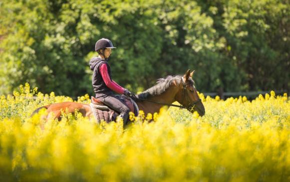 Pension pour chevaux à Forges-les-Eaux Pension pour chevaux à Forges-les-Eaux