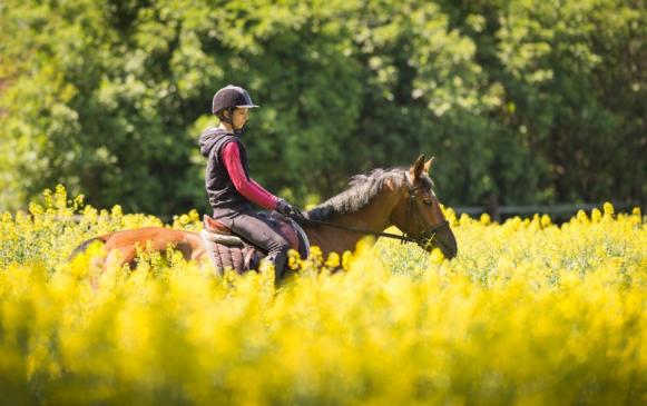 Pension pour chevaux à Forges-les-Eaux