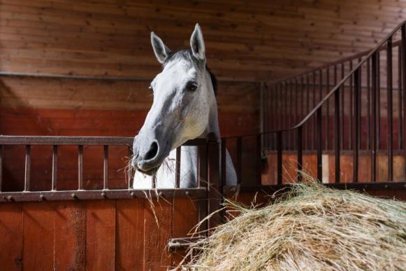 Dressage haute-école